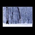 SnowTrees_Kits_19_1_2x2