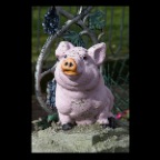 Pig on 16 th_Mar 6_2011_2773_2x2