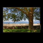 Kits Beach Tree_Sep 30_2015_HDR_H9747_2x2