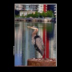 Crane 4.5 View_Vancouver_Jun 6_2016_HDR_K8410_2x2