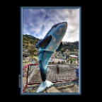 Dolpin in Horseshoe Bay_Apr 2_2019_HDR_E9839_peHdr2013_1_2x2
