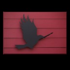 Black Bird Strathcona_Mar 6_2011_2808_2x2