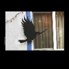 Black Bird Strathcona_Jan 1_2014_HDR_D8089_2x2