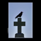 Black Bird on Cross_May 28_2017_HDR_L5102_2x2