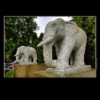 Elephants_Jun 10_2012_HDR_C4318_2x2