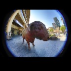 Bull on Georgia_Apr 18_2015_HDR_F3951_2x2
