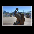 Fisherman's Wharf Pelican_Vancouver_May 12_2016_HDR_K2187_2x2