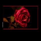 Flowers Rose_Dec 30_2018_HDR_D9876_peDeepndShrp_peBrtnShdws_2x2