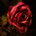 Flowers Rose_Dec 30_2018_HDR_D9876_pe_2x2