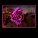 Flowers Rose Vancouver_Dec 30_2018_HDR_D9940_2x2