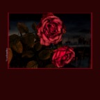 Flowers Rose_Jan 1_2018_CR2_D0396_peSas_2x2