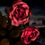 Flowers Rose_Jan 1_2018_CR2_D0396_peLightngCntrst_2x2
