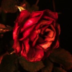 Flowers Rose_Jan 1_2019_HDR_D0437_1_4x6_2x2