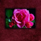 Flowers Roses_Oct 24_2017_HDR_B4367_peSat&Glo&WowDetail_2x2