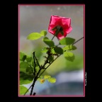 Flowers Rose_Jun16_2017_HDR_A2258_2x2