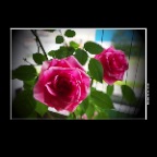 Flowers Roses_Jun 3_2017_HDR_A0163_pePortEnhnc_2x2