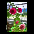 Flowers Roses_Jun 3_2017_HDR_A0171_peVibr_2x2