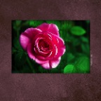 Flowers_Rose_May 19_2017_HDR_A6200_1_peSketchy03&SatGlo_2x2