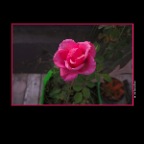 Flowers Rose_Oct 4_2015_HDR_H2075_2x2