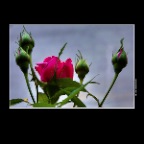 Flowers Roses_ON_May 3_2015_HDR_F8825_2x2