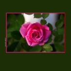 Flowers Roses_May 4_2015_F9144_2x2