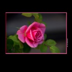 Flowers Roses_May 4_2015_F9166_2x2