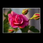 Flowers Roses_May 4_2015_F9178_2x2