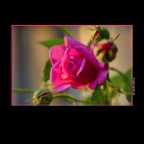 Flowers Roses_May 4_2015_HDR_F9217_2x2