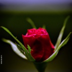 Rose Flowers_Feb 9_2015_F0221_peVLomo_2x2
