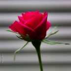 Flowers Rose_Feb 14_2015_HDR_F0537_2x2