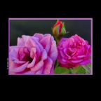 Flowers Roses 3 Generations_Jul 8_2014_HDR_F6255_2x2