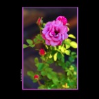 Flowers Roses_Jul 7_2014_HDR_F5699_2x2