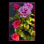 Flowers Roses_Jul 11_2014_HDR_F7127_2x2