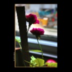 Roses_Feb 1_2014_HDR_E6310_2x2