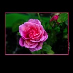 Rose_Flower_Sep 21_2013_HDR_B7421_2x2
