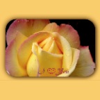 Yellow Rose_3164_5_2x2