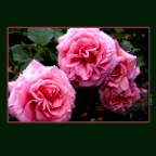 Pink Roses_3154_2x2