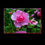 Rose Flowers_Jun 24_2013_HDR_B0588_1_2x2