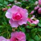 Roses_Jun 24_2013_HDR_B0588_2x2