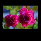 Roses_Apr 13_2014_HDR_E2214&_2x2