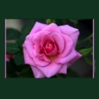 Flower Rose_Jul 18_2012_1676_2x2