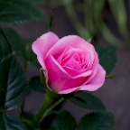 Flower Rose_Jul 18_2012_1692_2x2