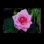 Flower Rose_Jul 18_2012_1713_2x2
