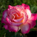 Roses_Jun 2_2014_F0990_2x2