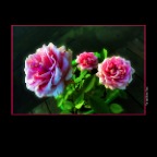 Roses_July 14_2013_HDR_B2253_peSGVib_2x2