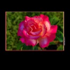 Roses_Jun 2_2014_HDR_F0993_2x2