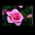 Flower Rose_Jul 18_2012_1695_2x2