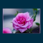 Flower Rose_Jul 18_2012_1718_2x2