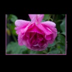 Flower Rose_Jul 21_2012_5637_2x2