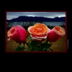 Flowers Roses Spanish Banks_Jan 2_2019_HDR_A1643_peDrkn&Imp_2x2